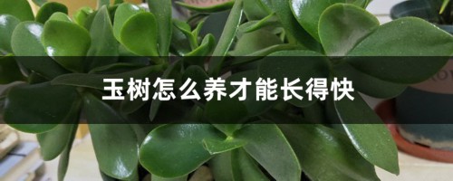 玉树怎么养才能长得快