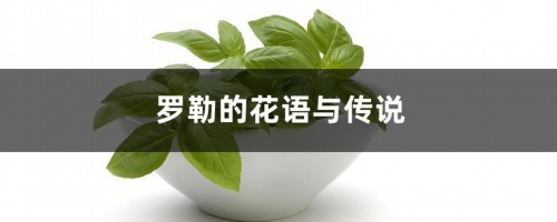 罗勒的花语与传说