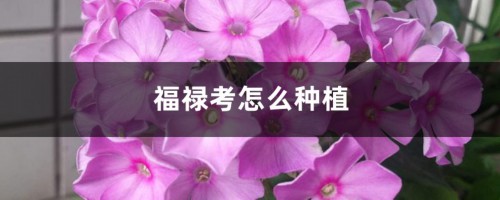 福禄考怎么种植