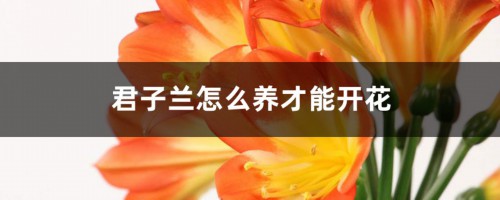 君子兰怎么养才能开花