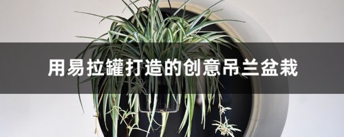 用易拉罐打造的创意吊兰盆栽